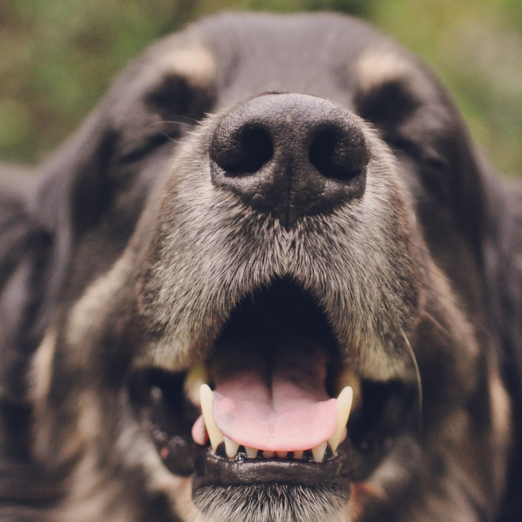 Собака с закрытыми глазами открыла пасть 