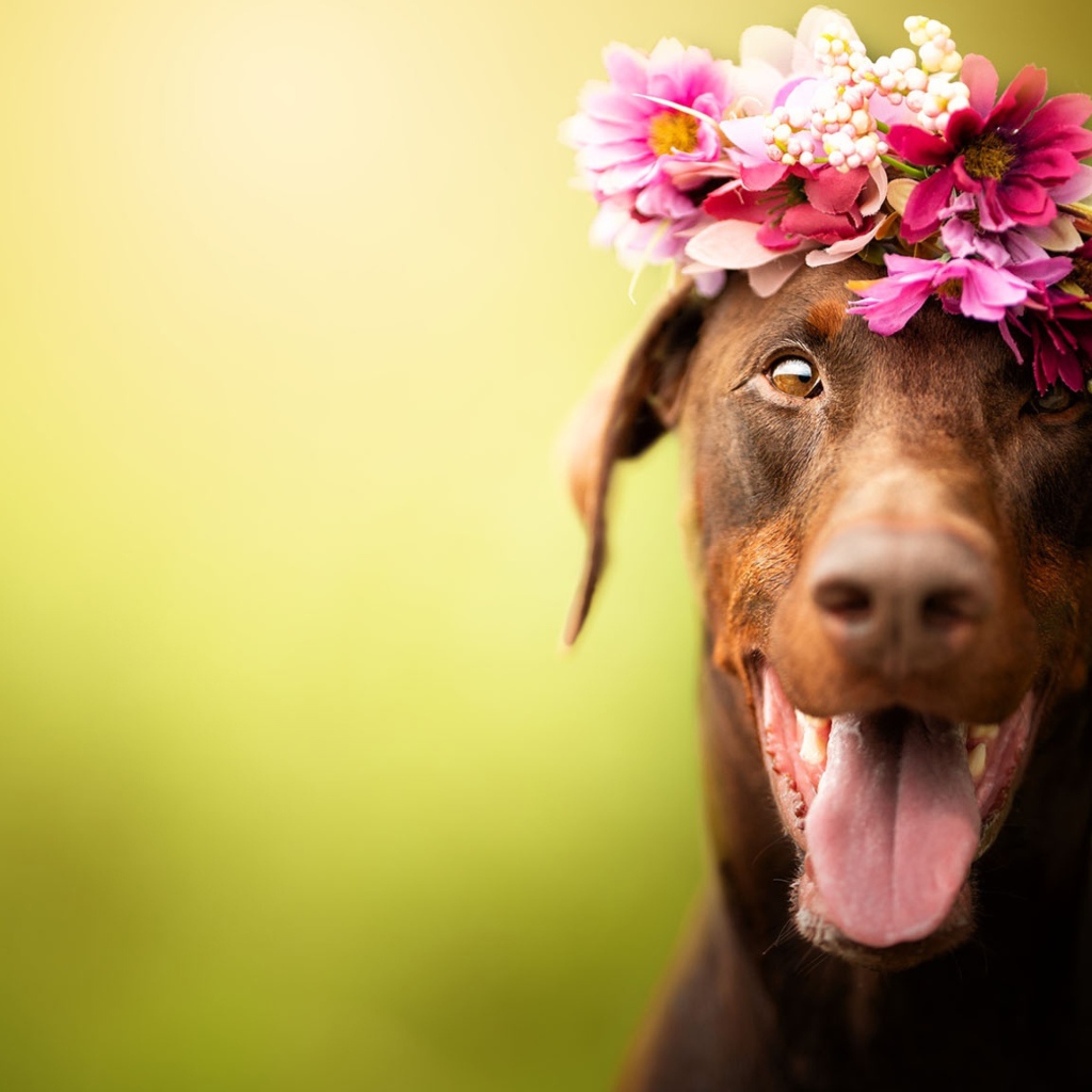 Собака с открытой пастью с венком на голове 