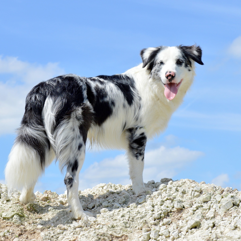 Собака с высунутым языком на фоне неба 