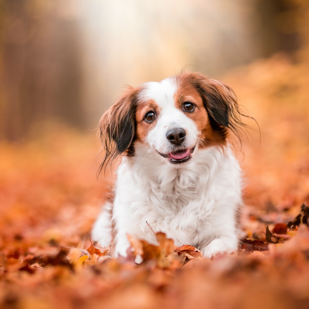 Собака с высунутым языком сидит на сухих листьях 