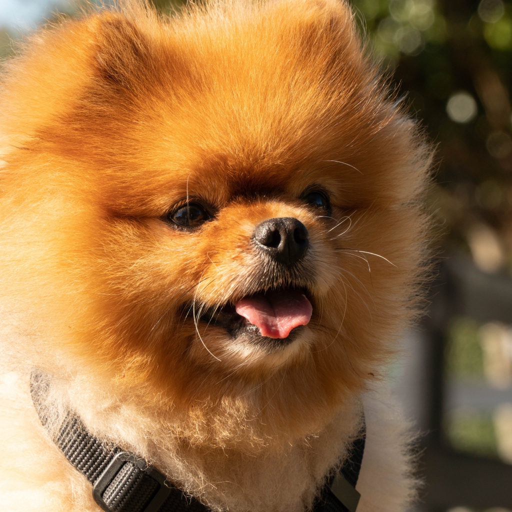 Пушистый померанский шпиц с высунутым языком
