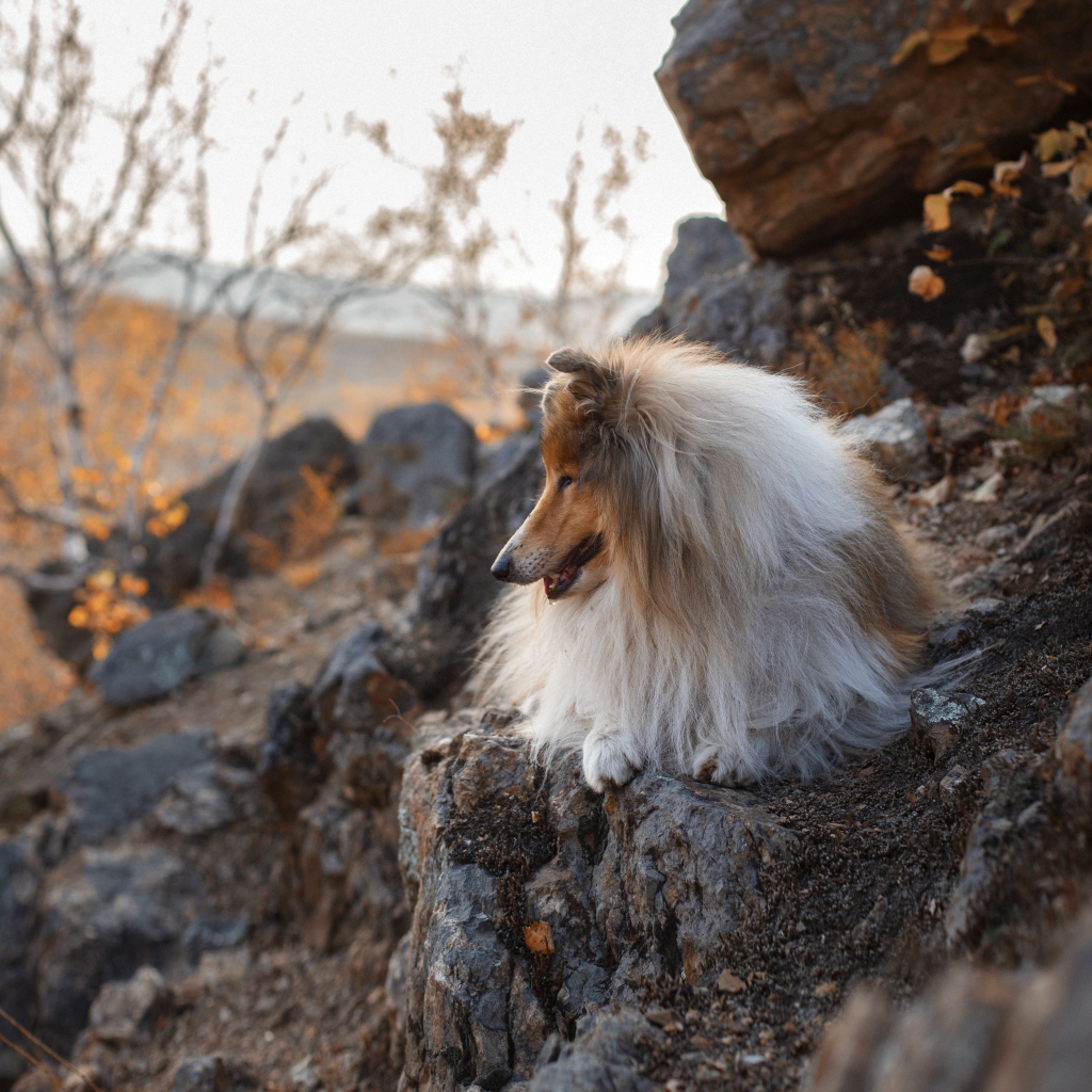 Пушистая собака лежит на камнях 