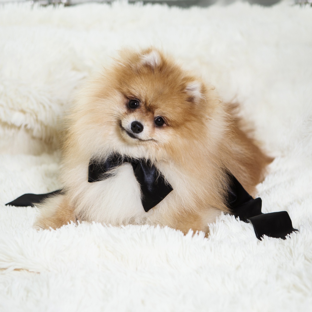 Пушистый шпиц с черным бантом на кровати