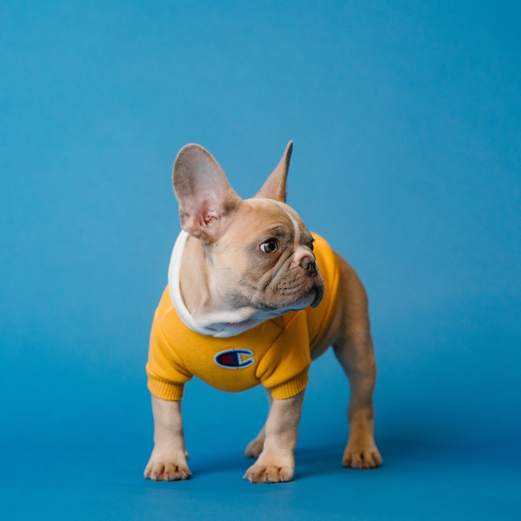 Французский бульдог в свитере на голубом фоне