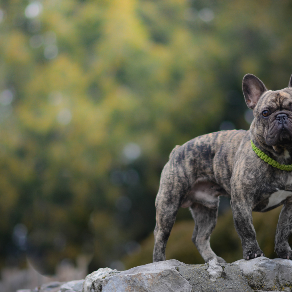 Французский бульдог стоит на камне