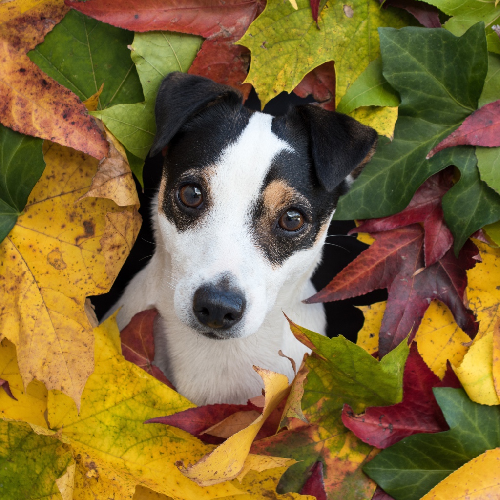 Смешной Джек Рассел Терьер в разноцветных осенних листьях 