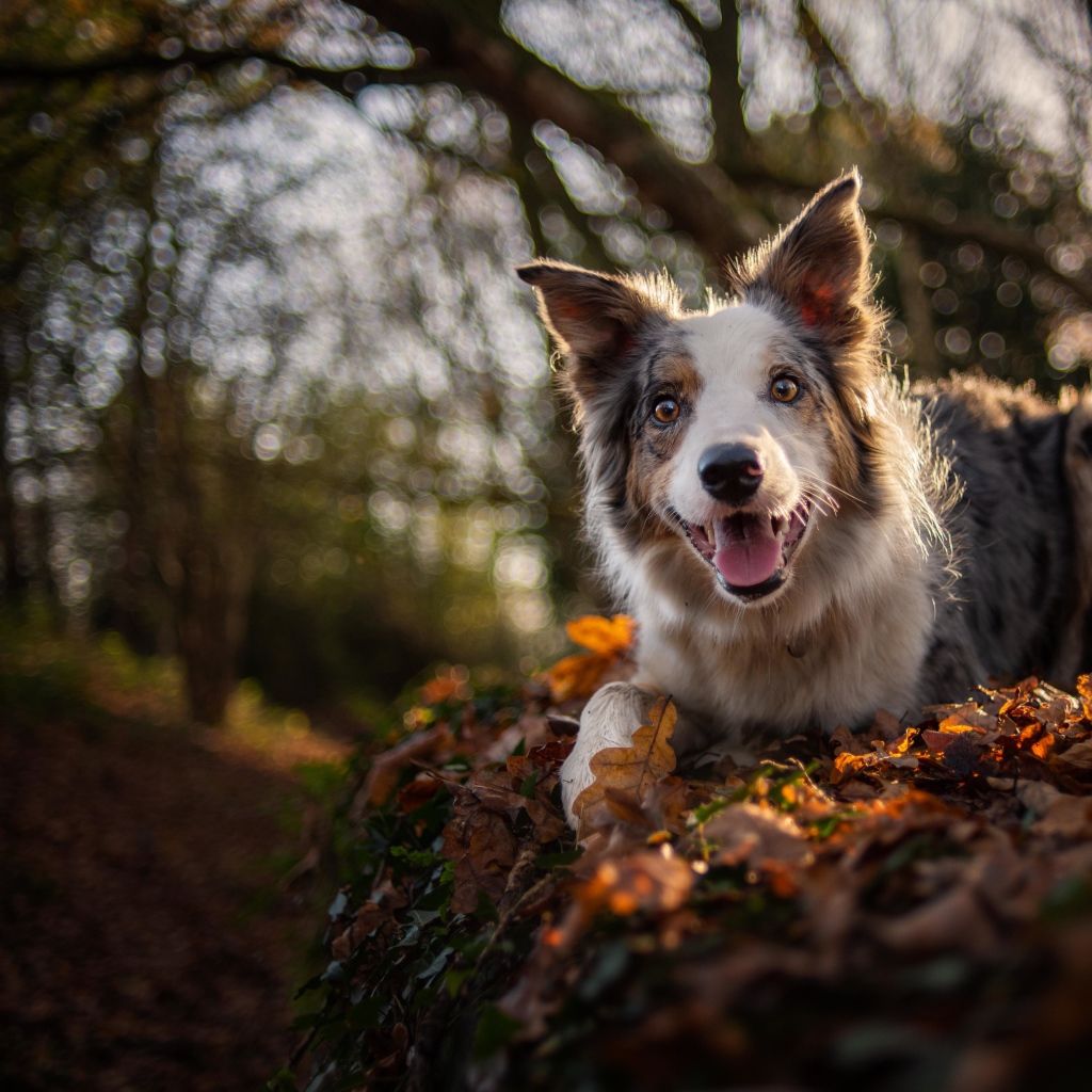 Забавная собака породы Бордер-Колли