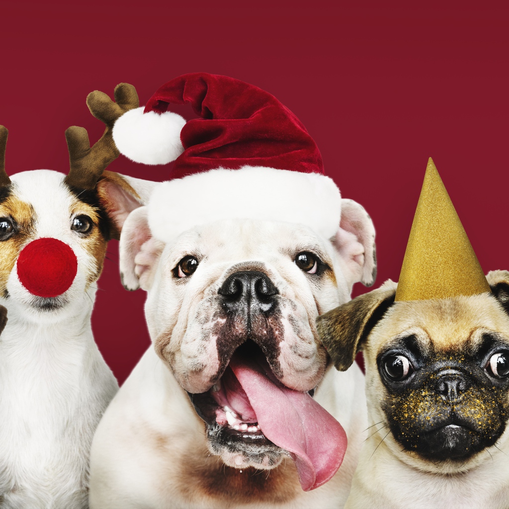 Смешные собаки готовы к новому году 