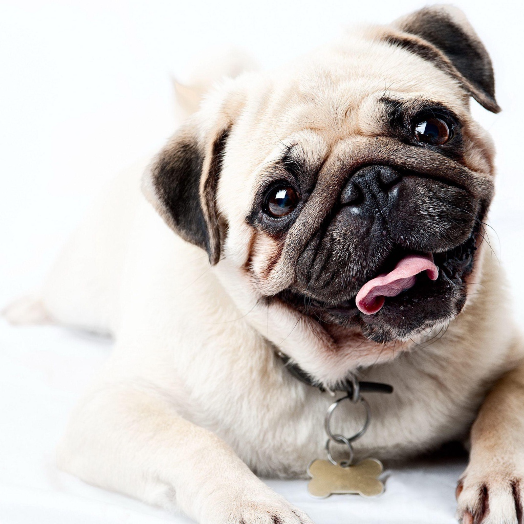 Забавный мопс с высунутым языком на белом фоне 