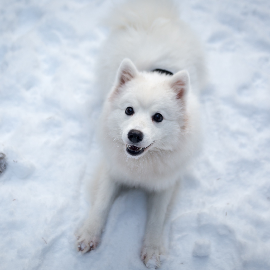 Забавная белая собака играет на снегу 