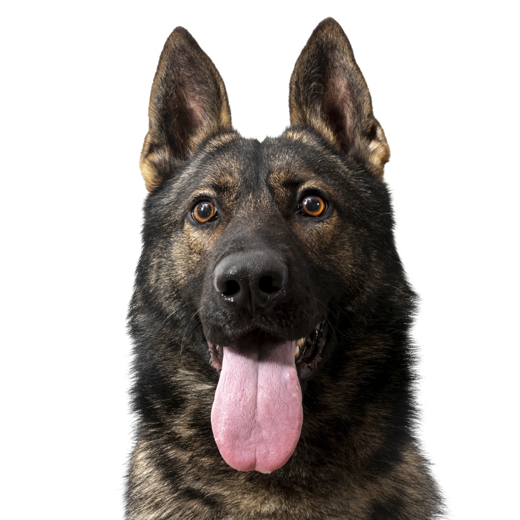 Немецкая овчарка  с высунутым языком