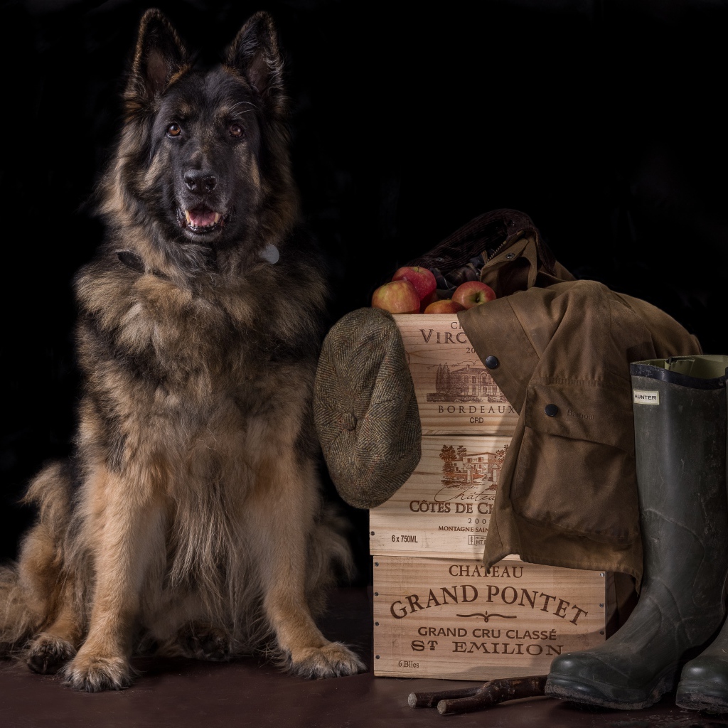 Немецкая овчарка на черном фоне охраняет вещи и ящики с яблоками
