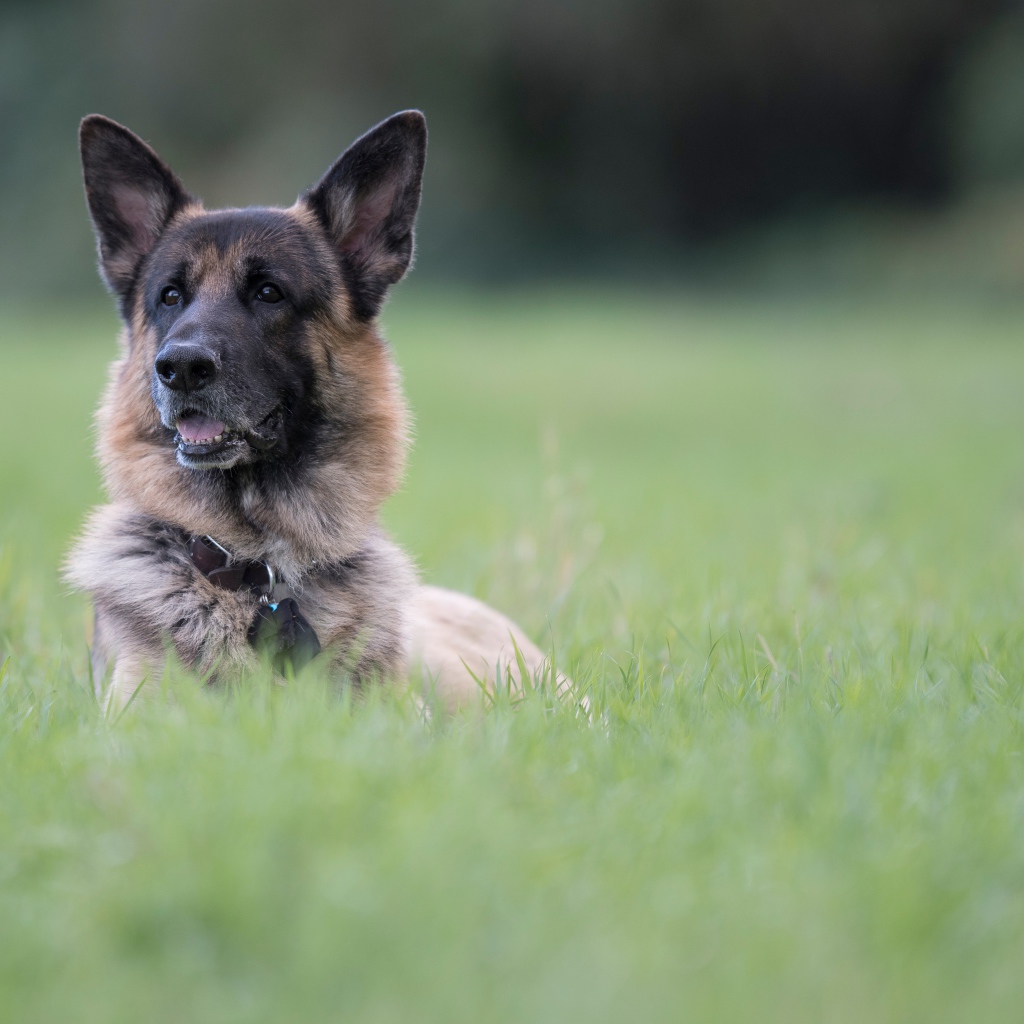 Немецкая овчарка отдыхает в зеленой траве