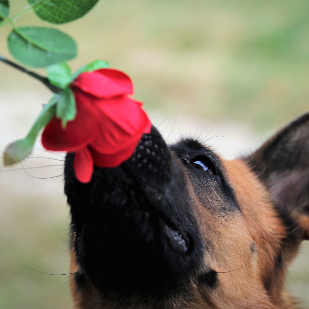 Немецкая овчарка нюхает розу 