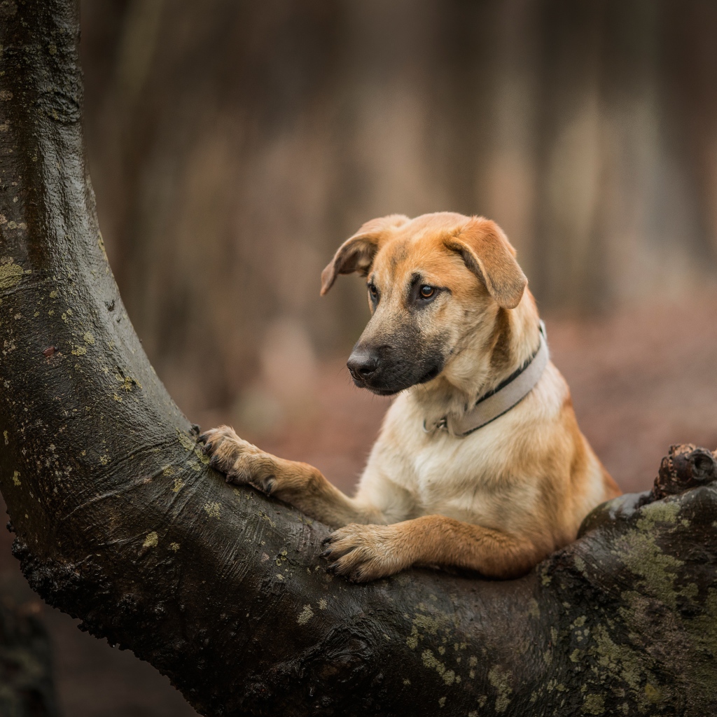 Ginger dog on a tree in the forest