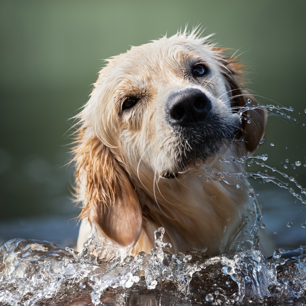 Золотистый ретривер купается в воде 