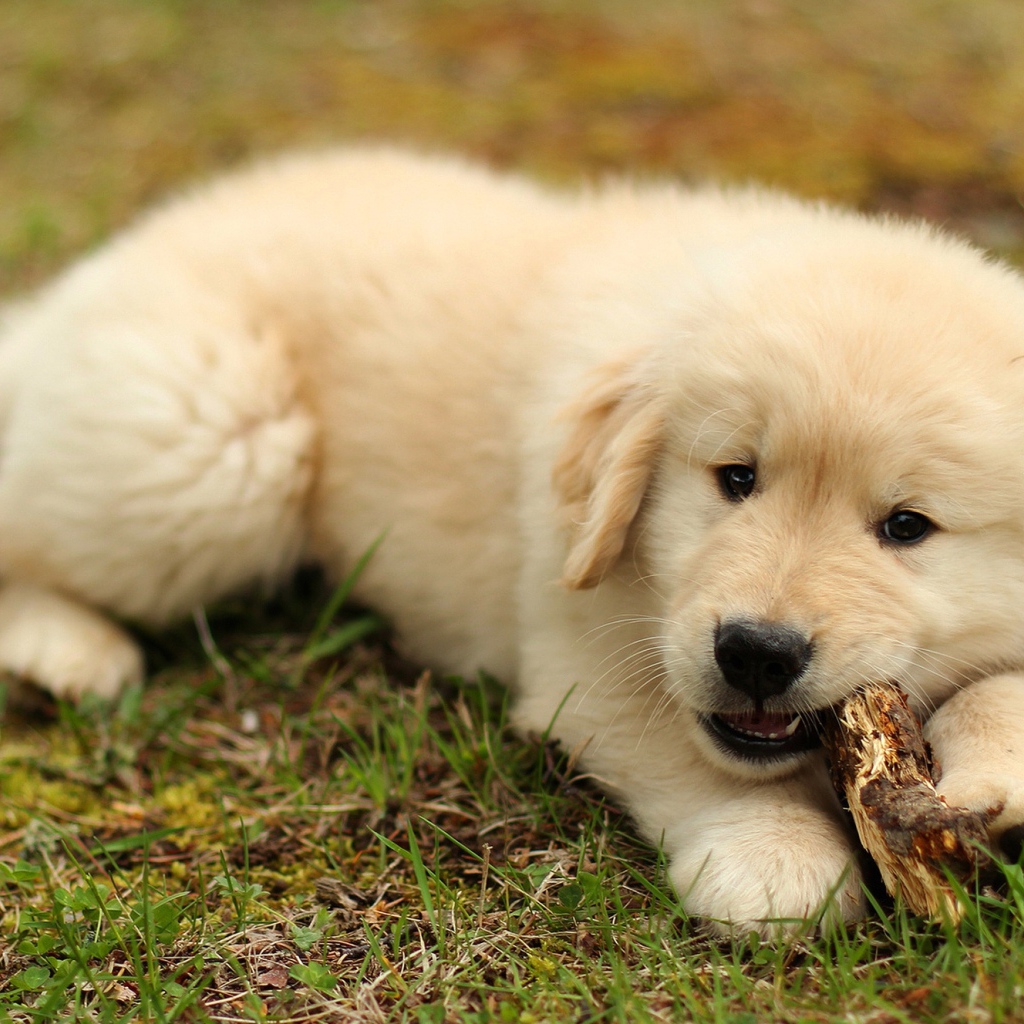 Щенок золотистого ретривера грызет палку на траве