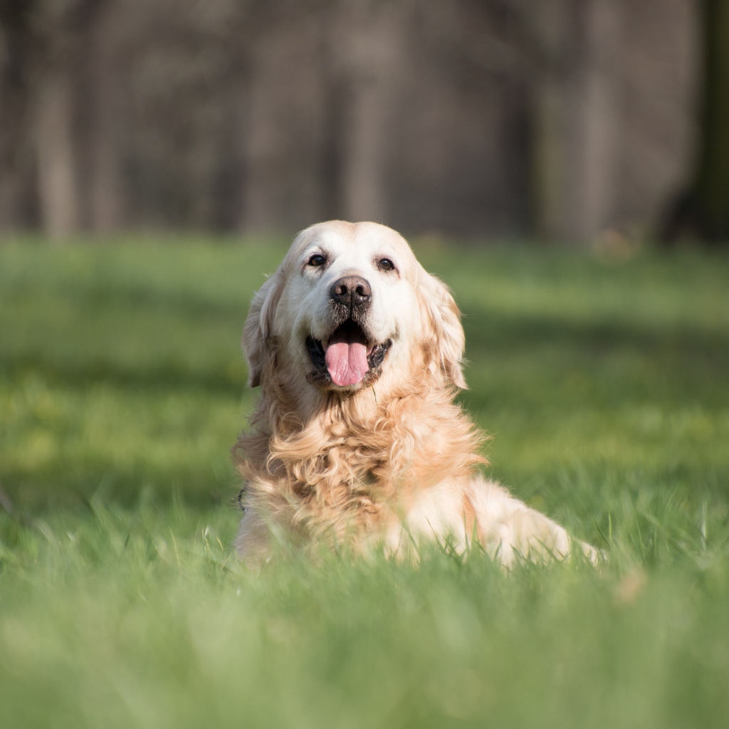 Золотистый ретривер с высунутым языком в зеленой траве