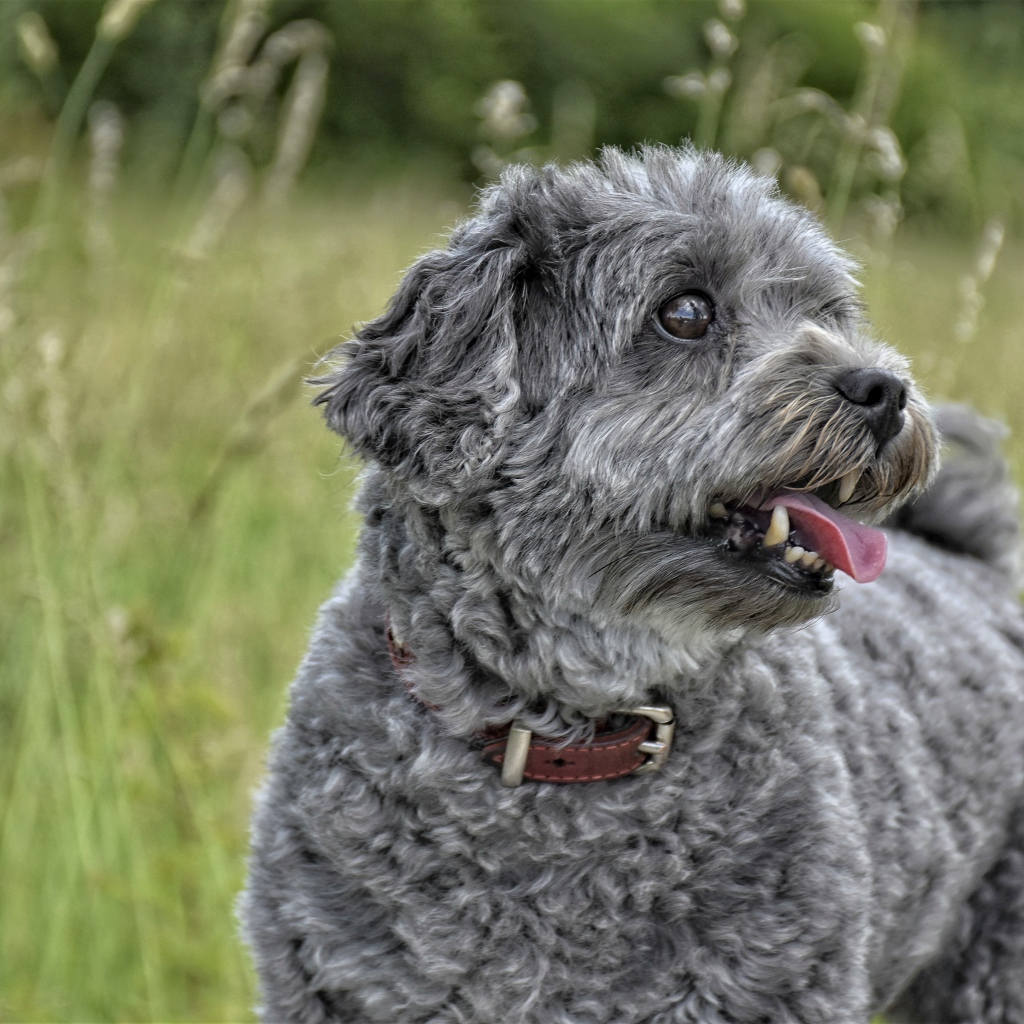 Серый маленький пудель с высунутым языком в траве