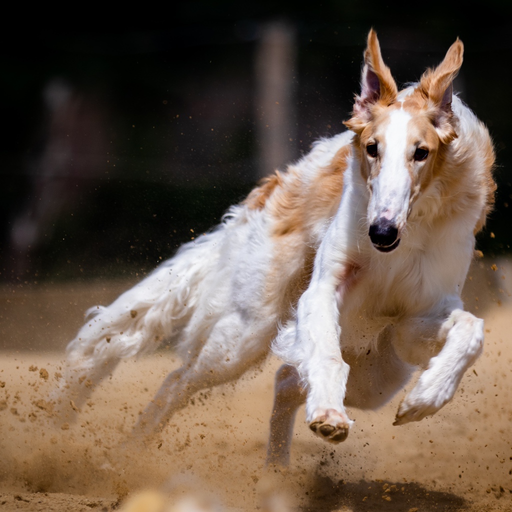 Собака породы борзая бежит по песку