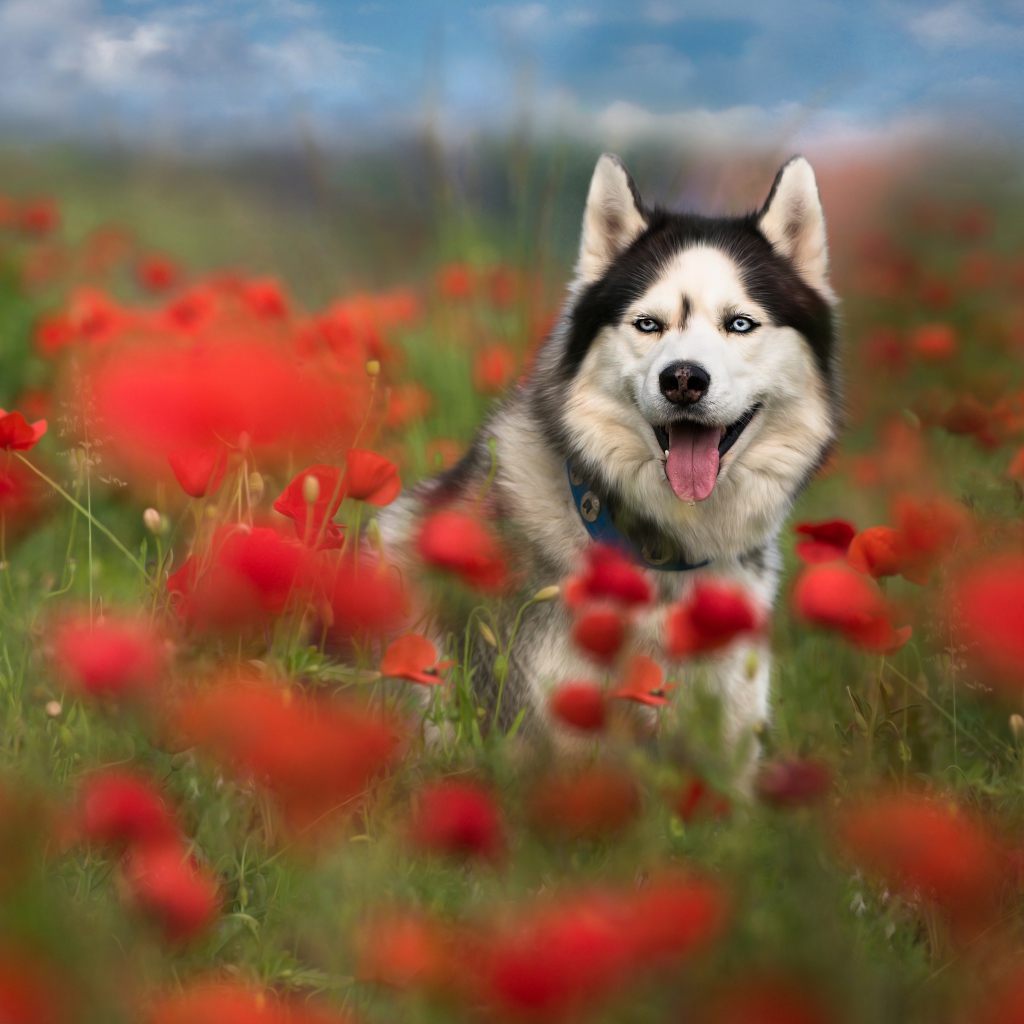 Хаски с высунутым языком сидит в цветах мака 