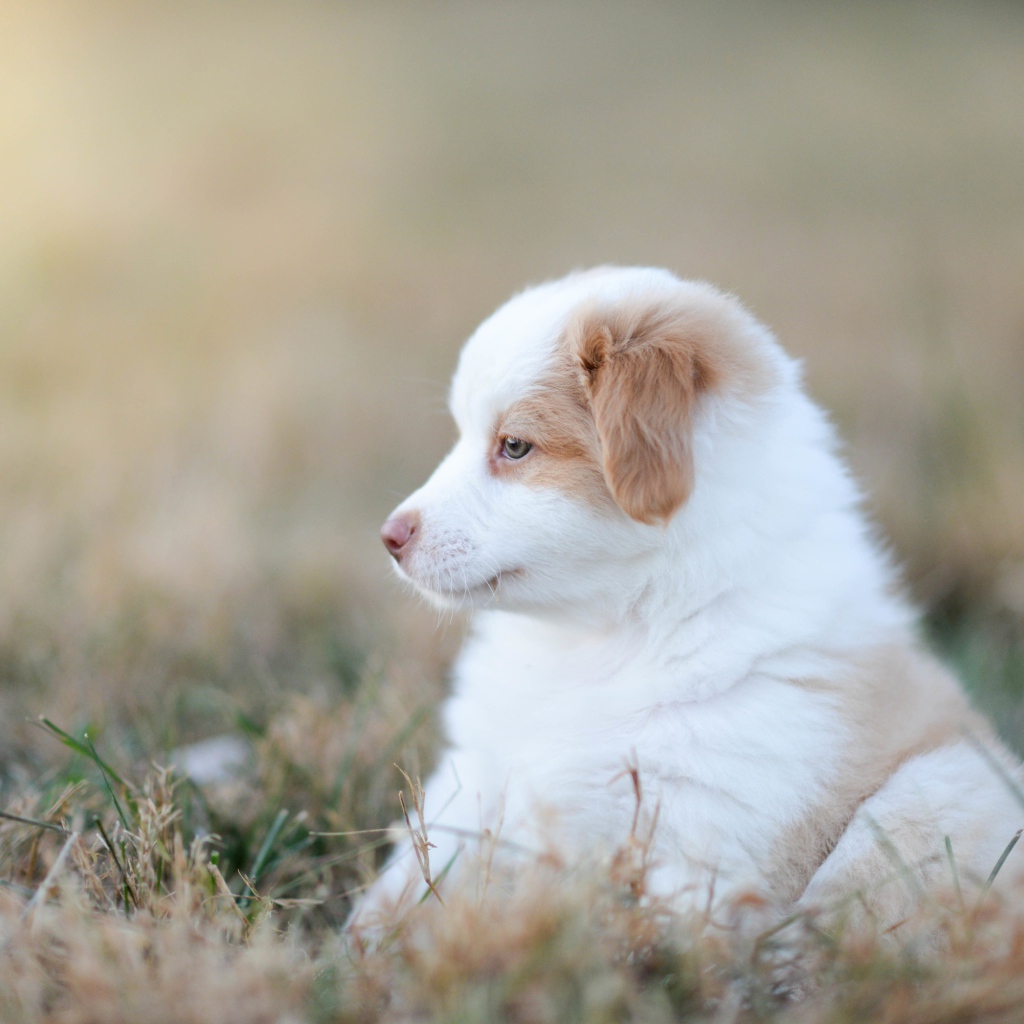 Маленький щенок австралийской овчарки сидит на траве