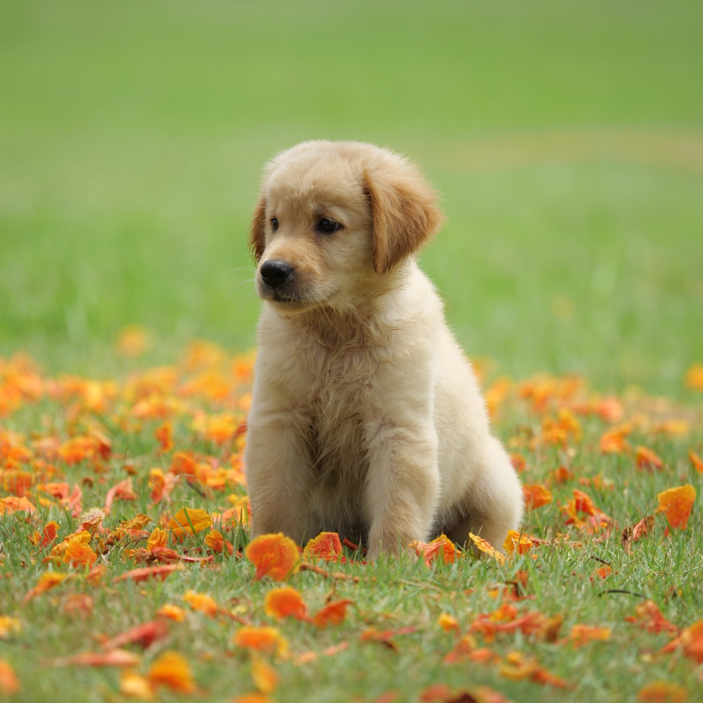 Маленький щенок золотистого ретривера сидит на зеленой траве с желтыми листьями