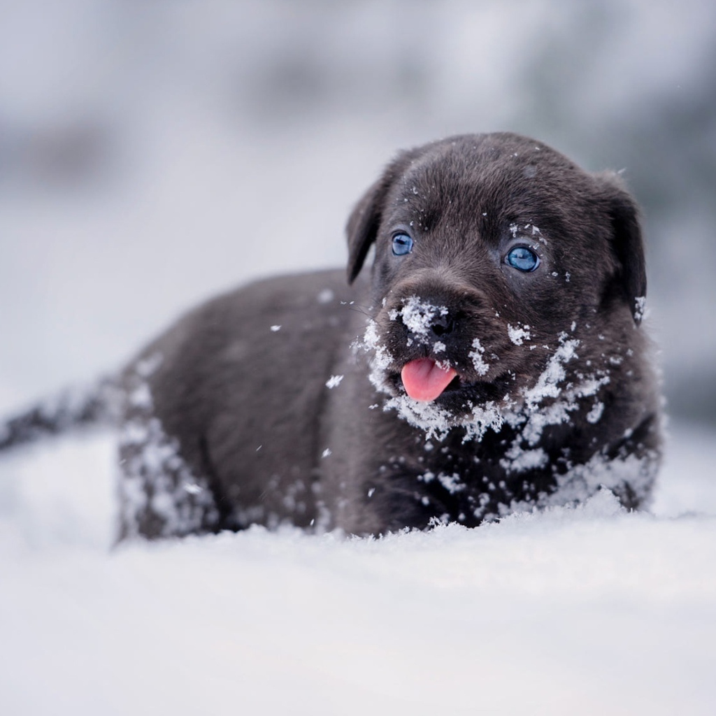 Маленький щенок лабрадора в снегу