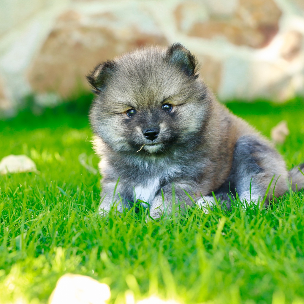 Маленький щенок померанского шпица на зеленой траве