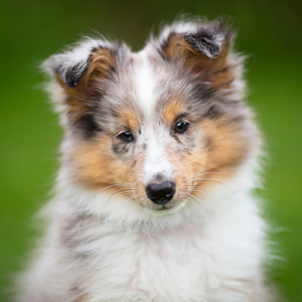 Маленький щенок шелти  на зеленом фоне