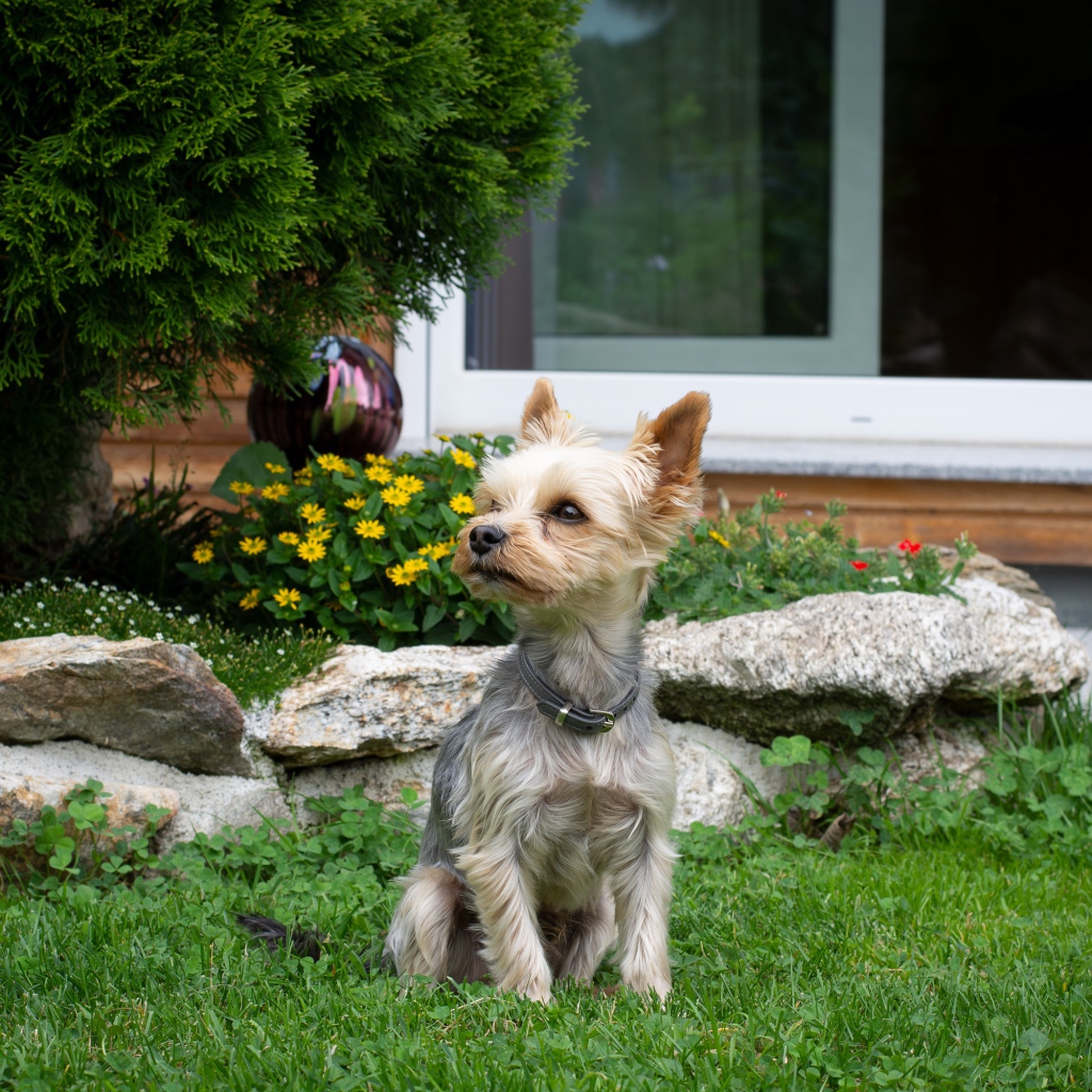 Маленький йоркширский терьер сидит на зеленой траве