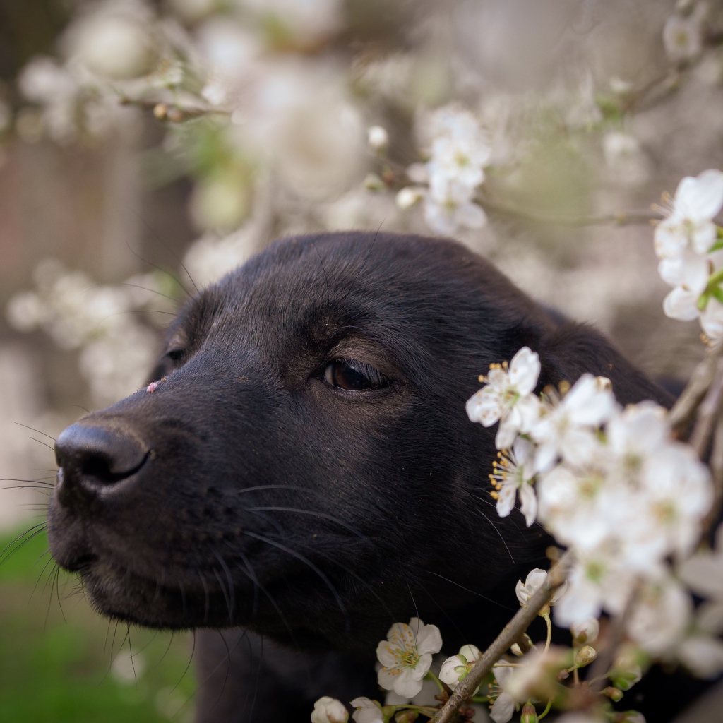 Маленький черный щенок сидит у цветущей ветки вишни 