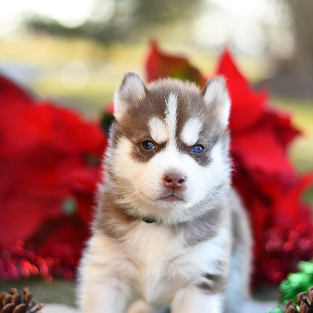Маленький голубоглазый щенок хаски 
