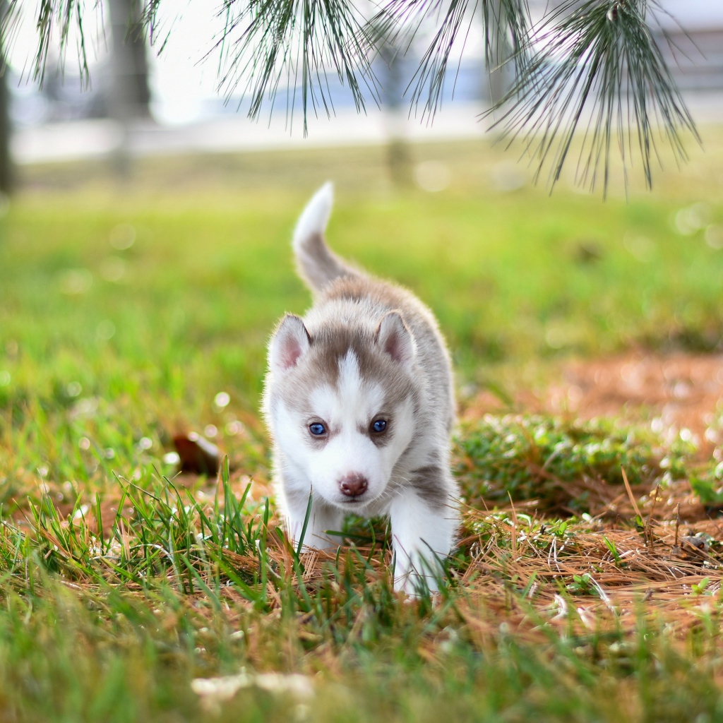 Маленький голубоглазый щенок хаски гуляет по зеленой траве