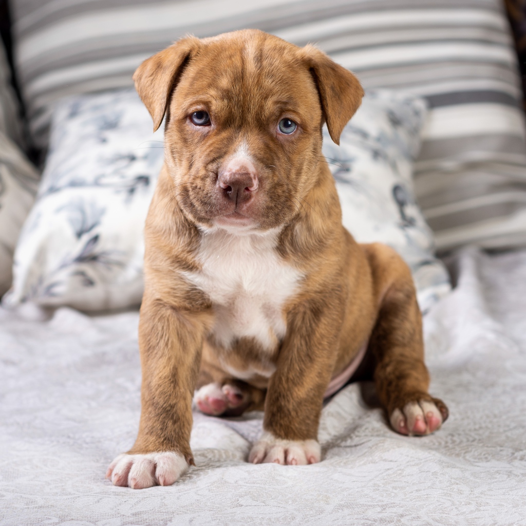 Маленький голубоглазый щенок питбуля сидит на кровати 