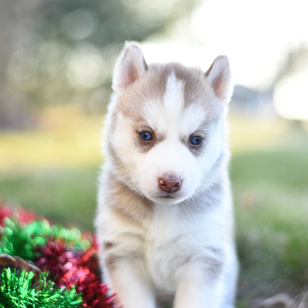 Маленький коричневый щенок хаски с мишурой на траве