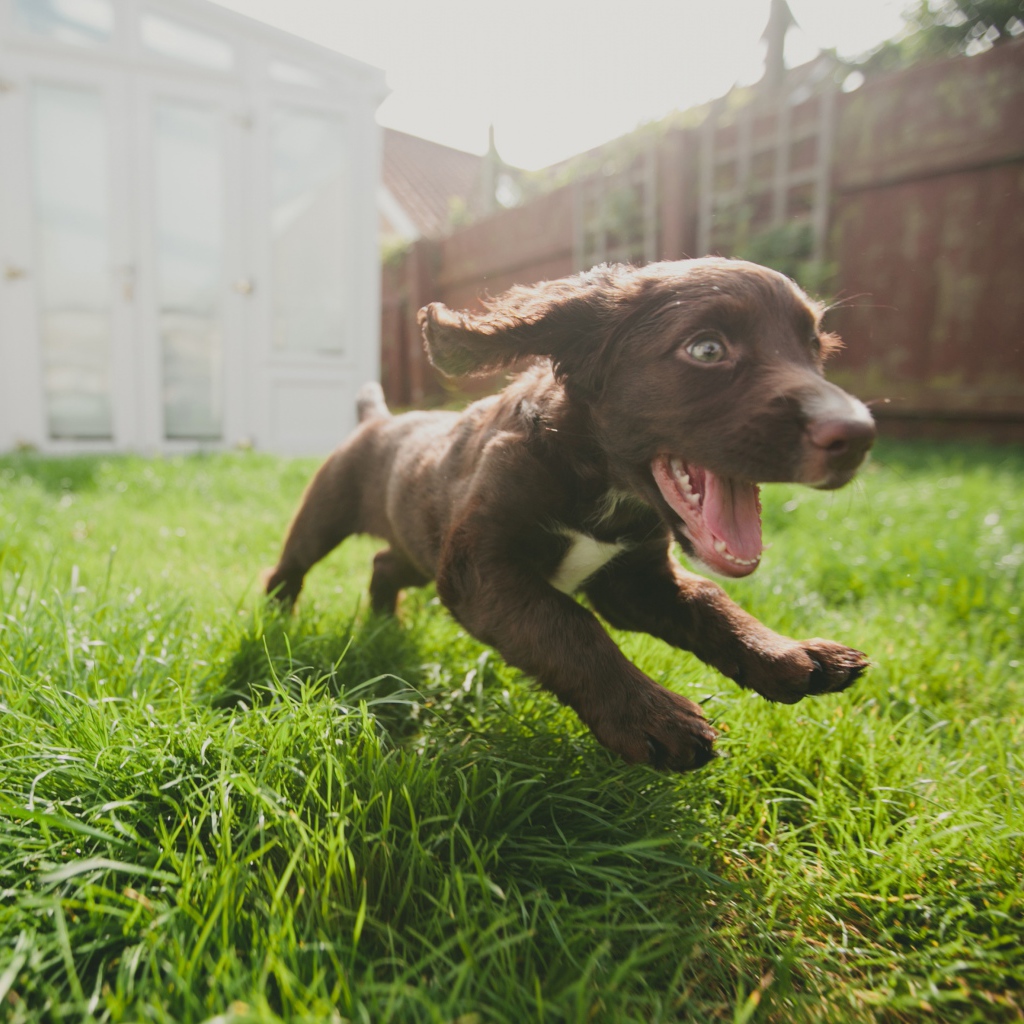 Маленький веселый щенок бежит по траве 