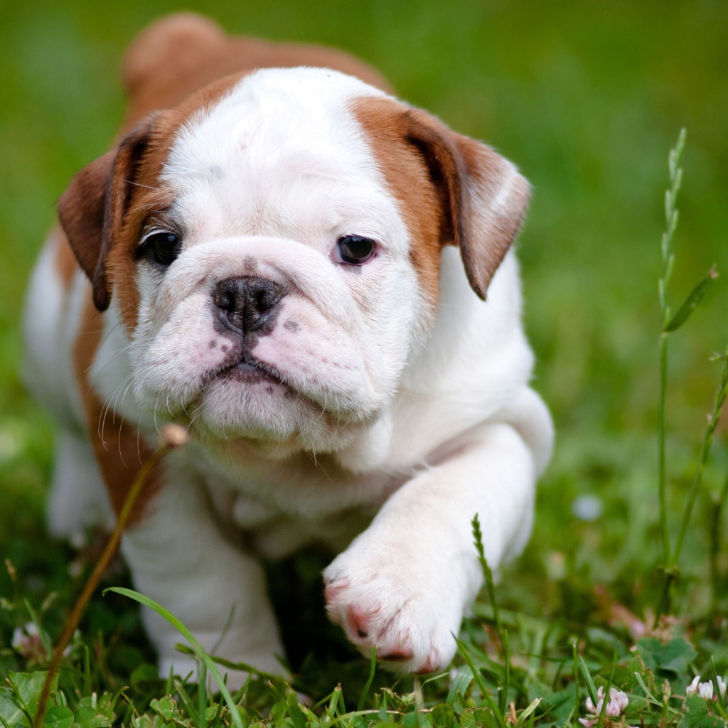 Маленький щенок английского бульдога на зеленой траве 