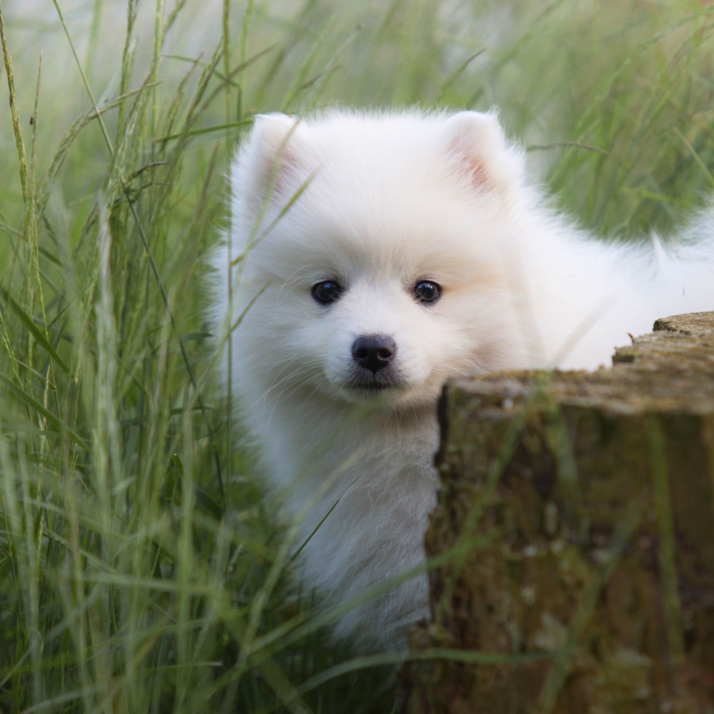 Маленький пушистый белый щенок шпица в зеленой траве