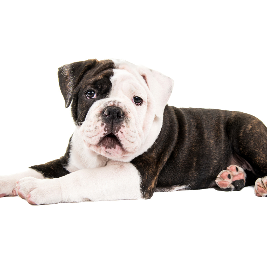 Маленький забавный щенок бульдога на белом фоне