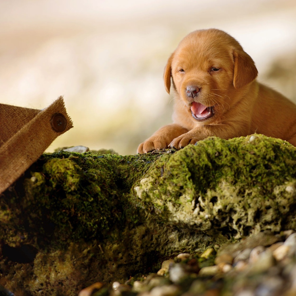 Маленький забавный щенок лабрадора на камне
