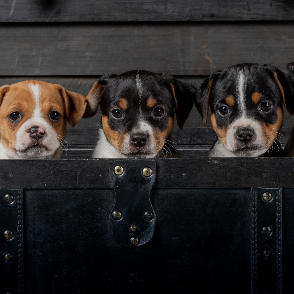 Маленькие забавные щенки сидят в черном чемодане 