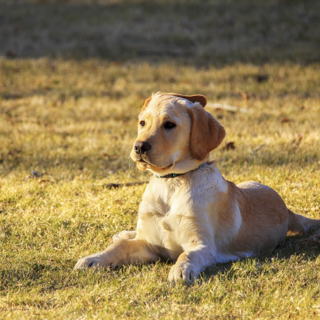 Маленький щенок золотистого ретривера лежит на траве