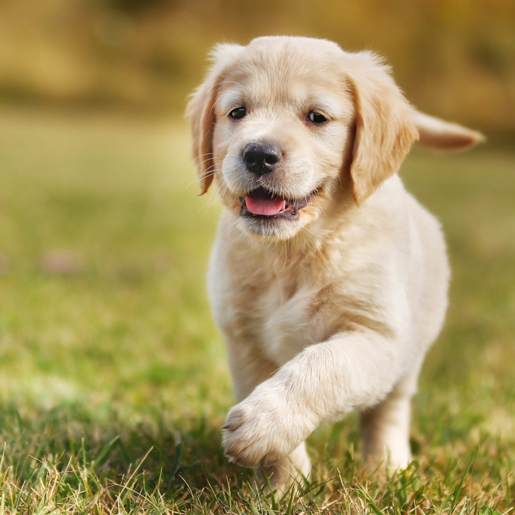 Маленький щенок золотистого ретривера бежит по зеленой траве