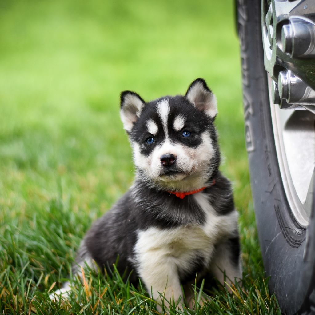 Маленький щенок хаски сидит на зеленой траве у колеса 