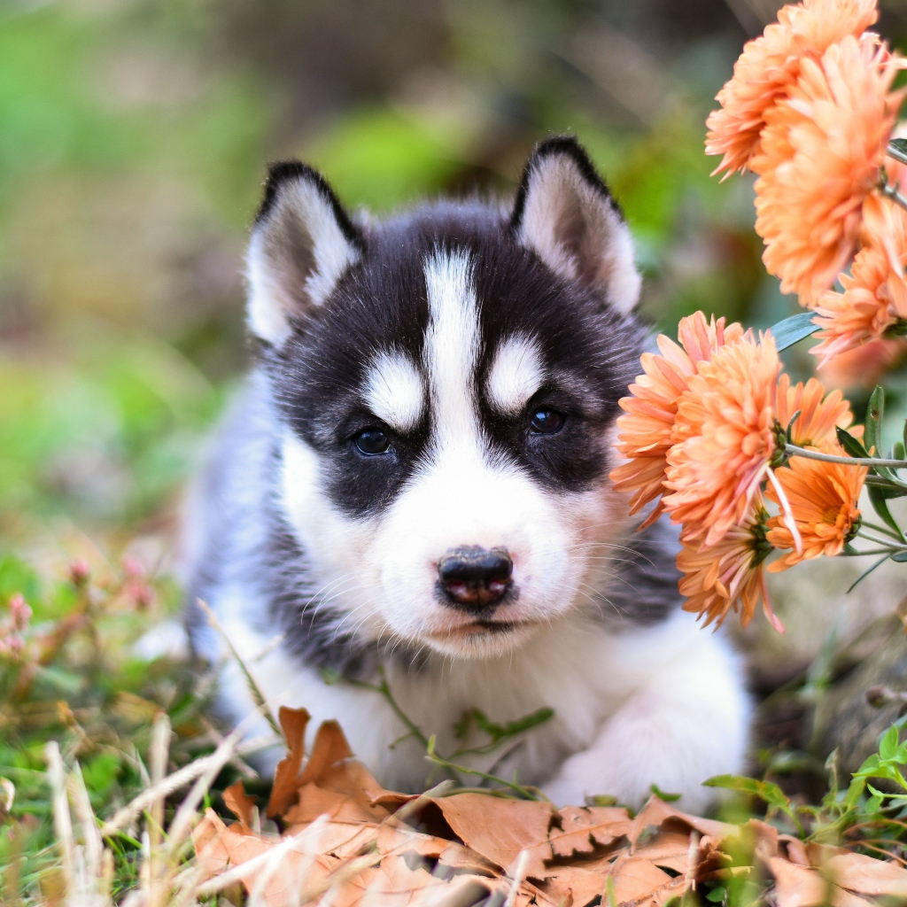 Маленький щенок хаски с цветами хризантемы 