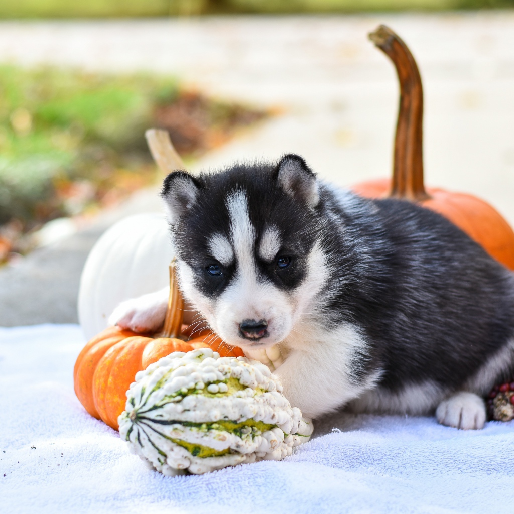 Маленький щенок хаски с тыквой и кукурузой 