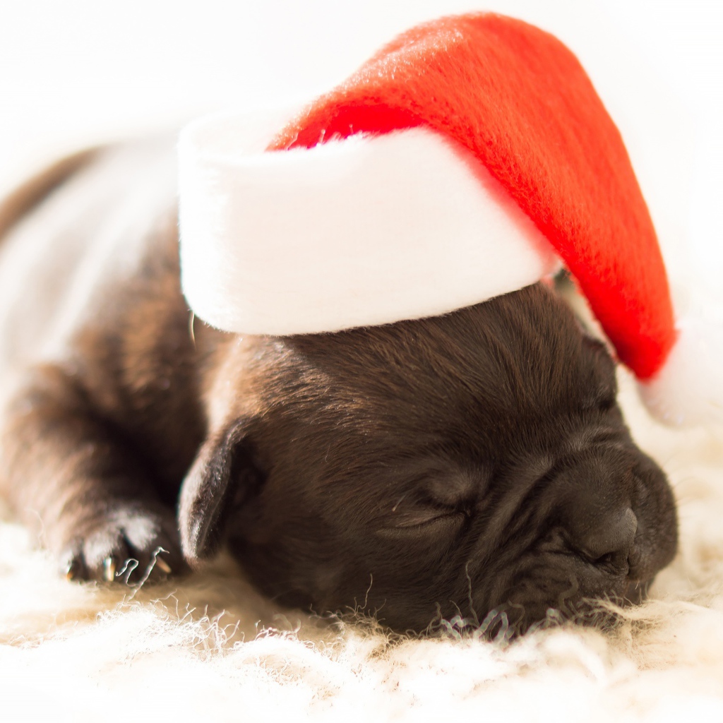 Маленький новорожденный щенок в новогодней шапке 