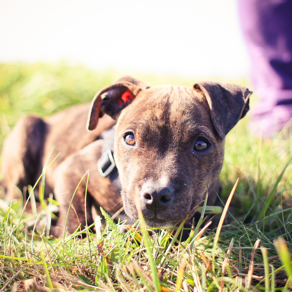 Маленький щенок питбуля лежит на траве