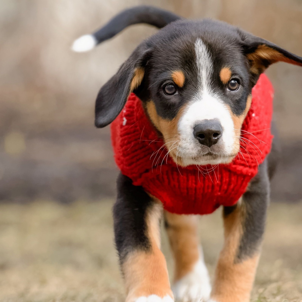 Маленький щенок в красном свитере 
